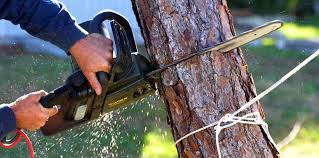 Best Tree Health Inspection  in Glens Falls North, NY